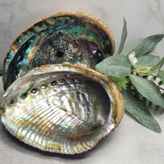 Abalone Shell image 0