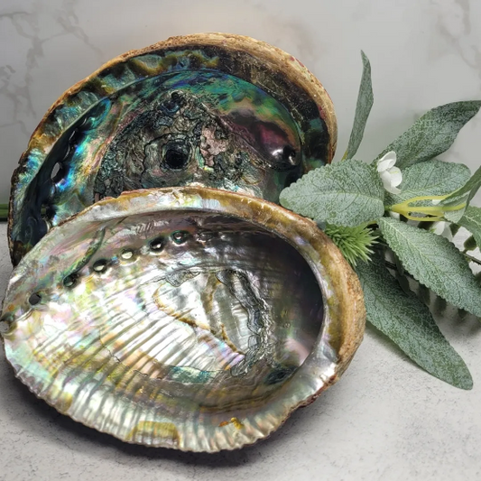 Abalone Shell image 0